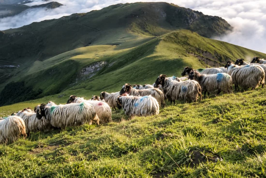 Brebis Manech Tête Noire (Bürü Beltza) de la Ferme Ainty, vallée d'Orhi, Pays Basque