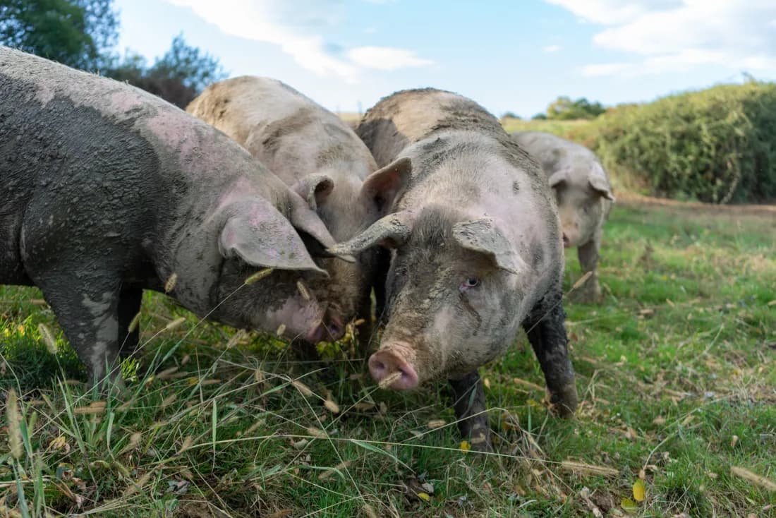 Porcs Duroc élevés en plein air à la Ferme Iratzia, Pays Basque